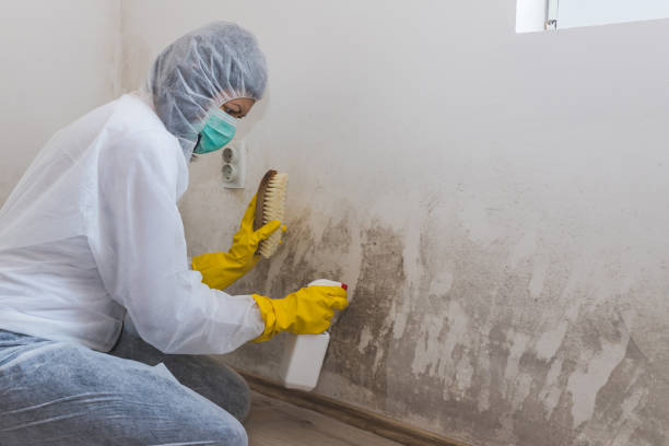 Why You Should Choose Our Mold Remediation Services in Frackville, PA